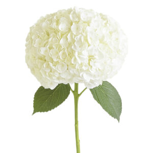 Hortensia Royal Highnes 80-23