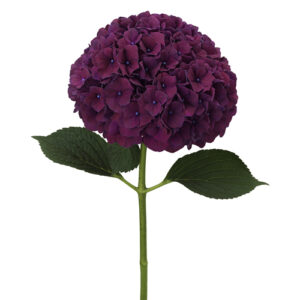 Hortensia Mag Pink Ruby
