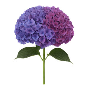 Hortensia Rodeo Morado