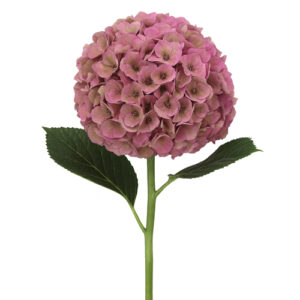 Hortensia Roy Palace Classic Old Pink