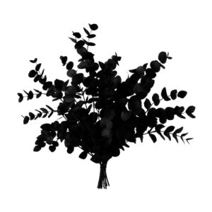 Eucalipto Negro