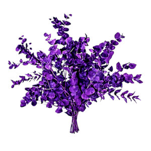 Eucalipto Tinturado Morado