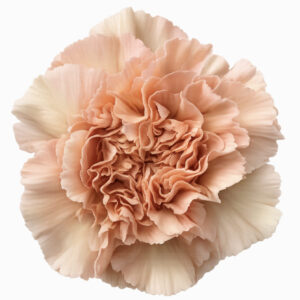 Clavel Colombiano Fancy Caramel