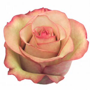 Rosa Vintage 50 cm