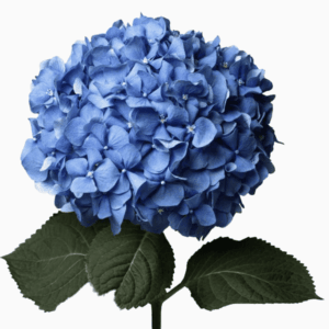 Hortensia Select Azul