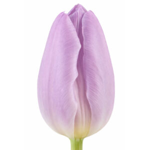 Tulipán Candy Prince Rosa/Lavanda