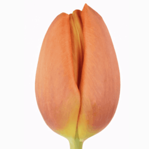 Tulipán Delta Storm Naranja