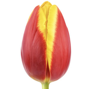 Tulipán Denmark Rojo