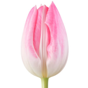 Tulipán First Class Rosa-Blanco
