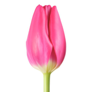 Tulipán Pink Ardour Fuxia