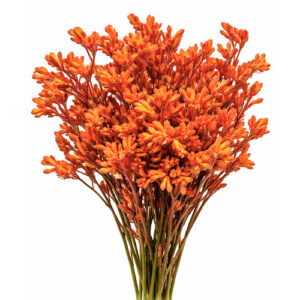 Anigozanthus Naranja