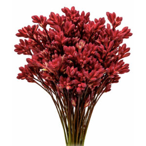 Anigozanthus Rojo