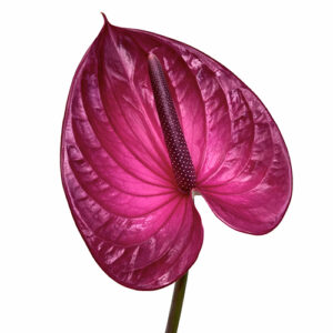 Anthurium Rojo Morado