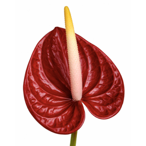 Anthurium Rojo Oscuro x10