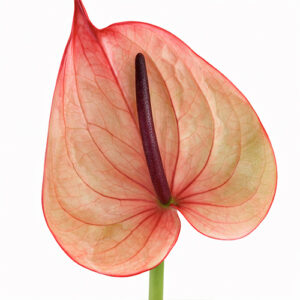 Anthurium Tequila