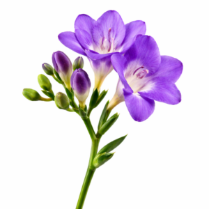 Freesia Morado