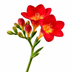 Freesia Roja