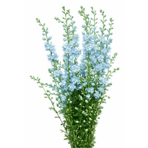 Delphinium Celeste