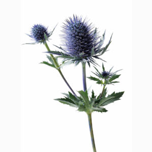 Eryngium Azul