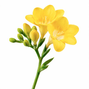 Freesia Amarilla