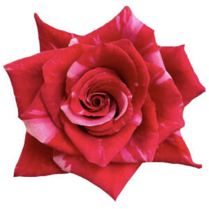 Rosa Pink Puma – 60 cm, Ecuador