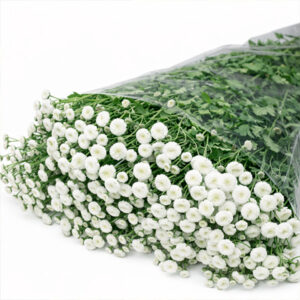 Tanacetum Bola Blanca