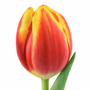 Tulipán Dow Jones