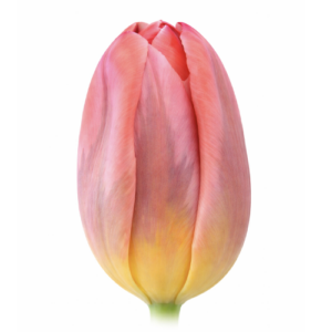 Tulipán Shining Princess Rosa
