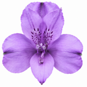 Alstroemeria Colombia Fancy Lavanda