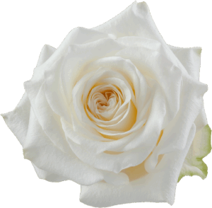 Rosa Candelight 50 cm