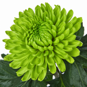 Crisantemo Monoflor Verde Colombia