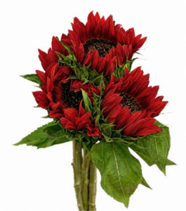 Helianthus Rojo