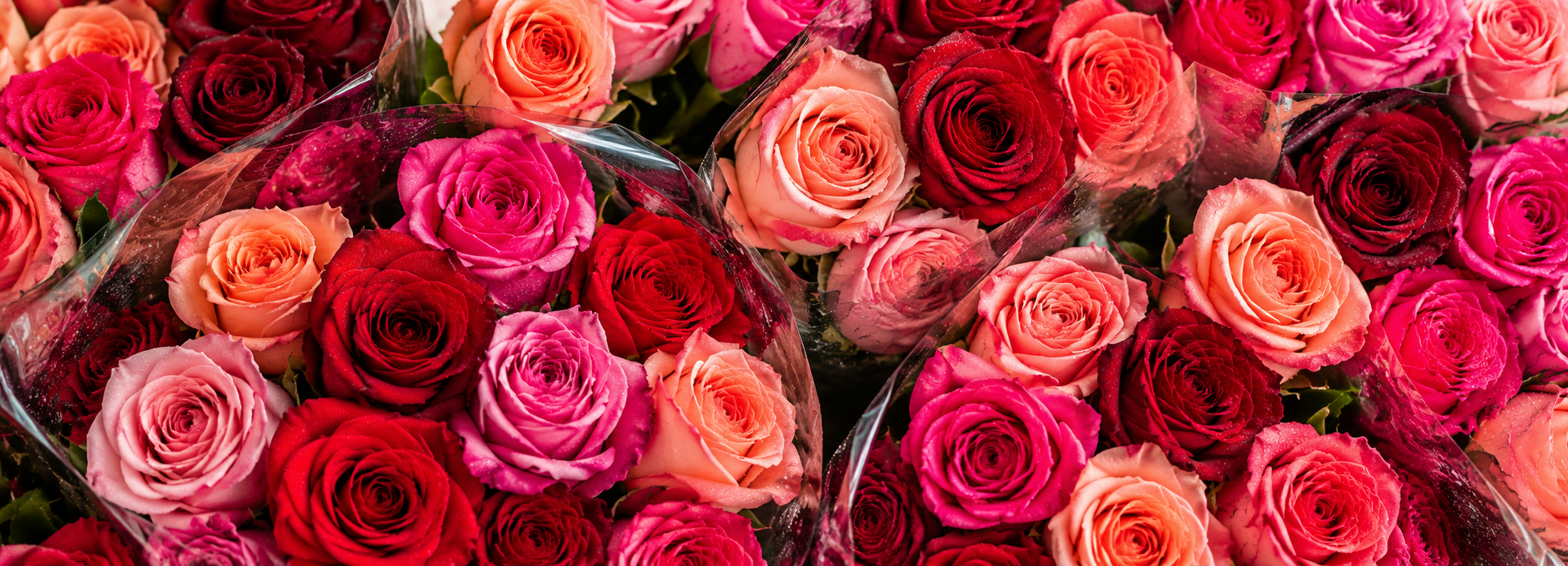 Rosas frescas
