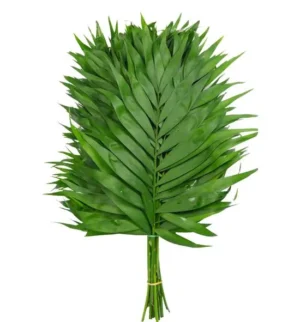 Hoja de Chico