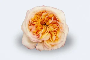 Rosa Cream X-Pression 50 cm