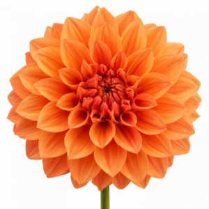 Dalia Naranja Holanda