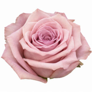 Rosa Faith Rosa 50 cm