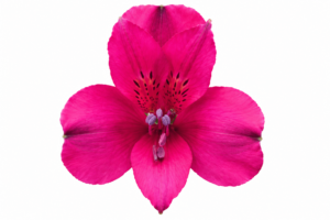Alstroemeria Fancy Roja (copia)