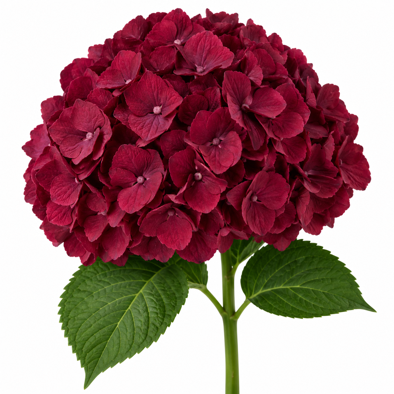 Hortensia Holanda Granate 60-16