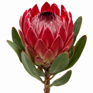 Protea Rojo