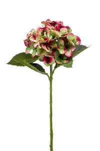 Hortensia Holanda Verde-Rojo 80-22